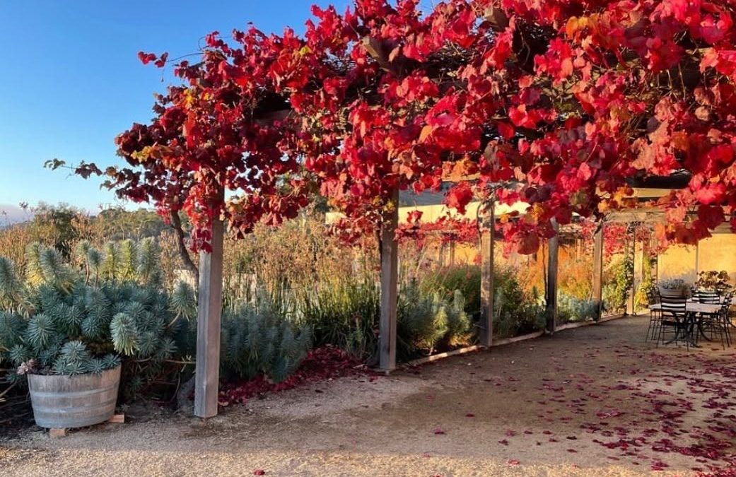 Burgundian Biodynamics in Tasmania