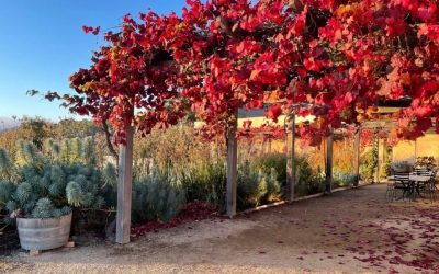 Burgundian Biodynamics in Tasmania